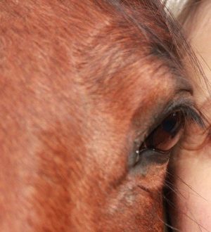 Иппотерапия — магия оздоровления