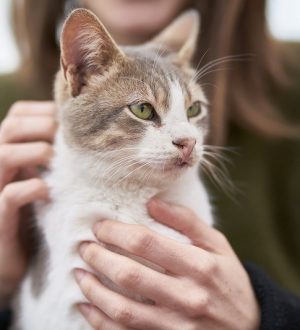 Болезни кошек, которые передаются человеку