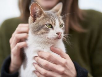 Болезни кошек, которые передаются человеку