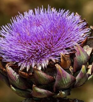 Артишок — полезные свойства