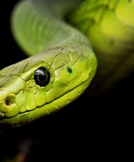 Идеи для новогодних подарков в год Змеи