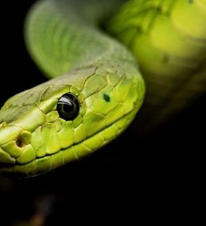 Идеи для новогодних подарков в год Змеи